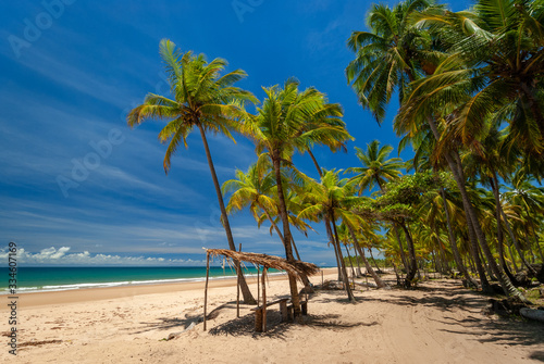 Fototapeta Naklejka Na Ścianę i Meble -  Taipu de Fora Beach, Penisula de Marau,  Sunny day with coconut trees by the sea, on this beautiful and peaceful beach in southern Bahia, Brazil on February 23, 2008. 
