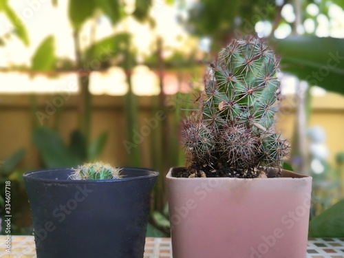 cactus in a pot