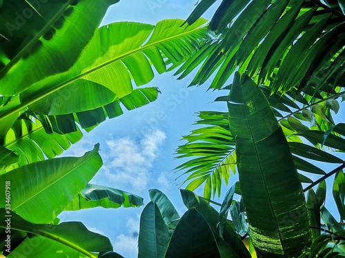palm leaves on background of blue sky