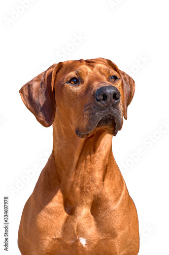 Rhodesian ridgeback dog isolated on white background 