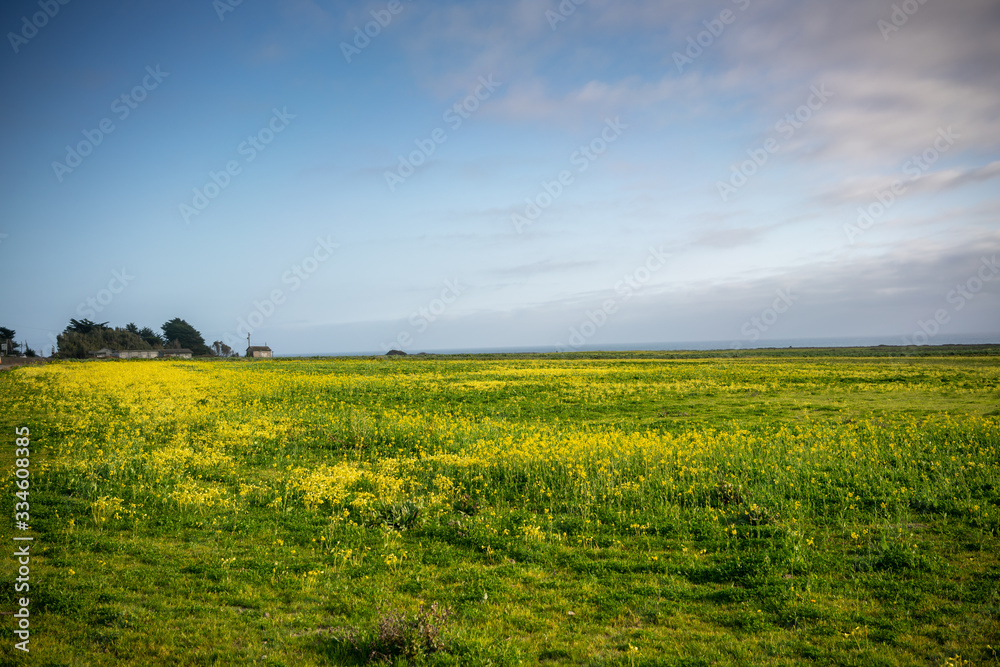 field and blue sky