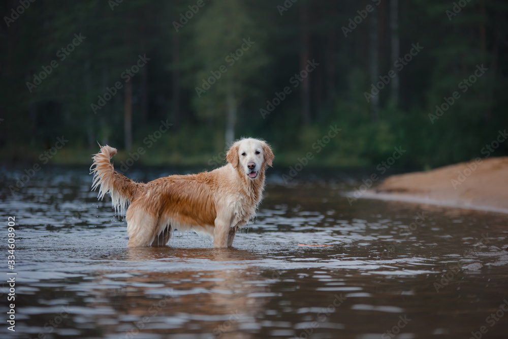 The dog is playing on the beach. Golden retriever in the water, on nature. Pet for a walk The dog is playing on the beach. Golden retriever in the water, on nature. Pet for a walk