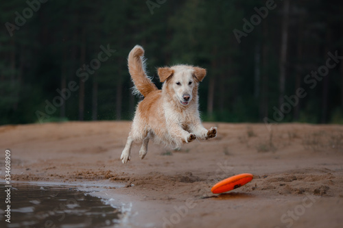 The dog is playing on the beach. Golden retriever in the water, on nature. Pet for a walk