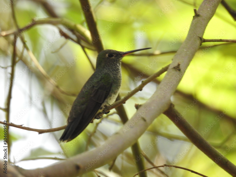 Obraz premium passaro