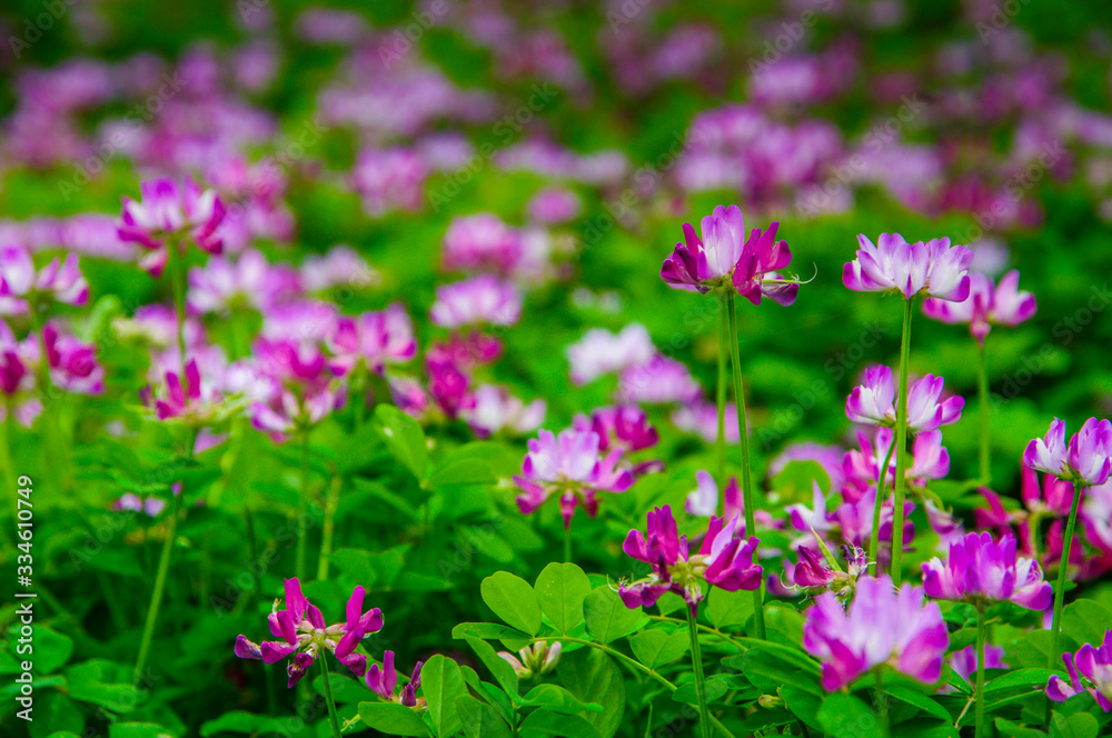 Milk vetch flowers in spring Milk vetch flowers in spring