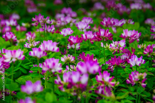 Milk vetch flowers in spring © carl