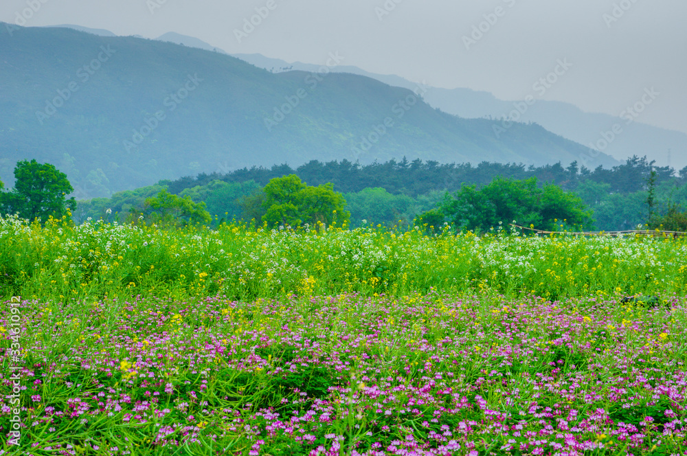 Wild flowers in the mountains