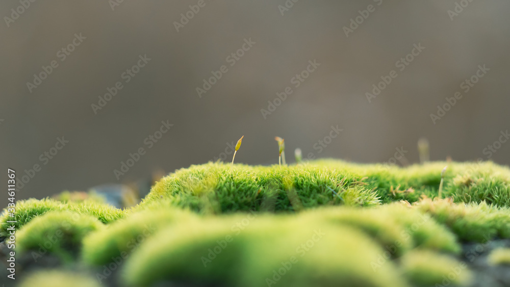 Fototapeta premium Macro Moss leaf on a wooden fence post