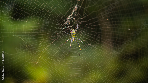 Jorogumo spider on a web
