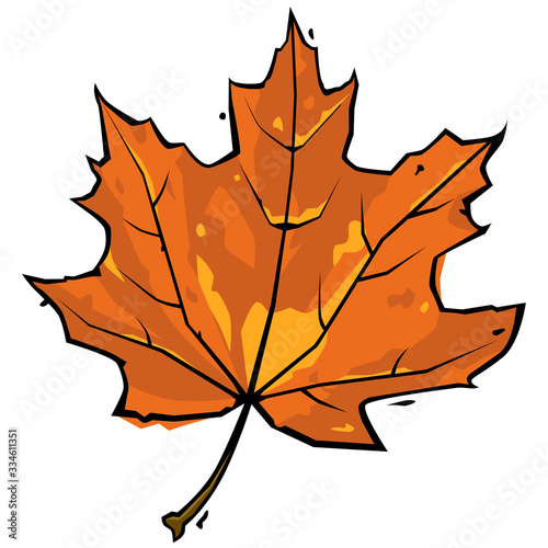 Vector illustration of a fallen Canadian sugar maple leaf in autumn, with oranges and yellow colours and a black ink outline. Isolated on a white background. Can represent fall, change, death, and nat