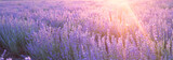 Flowers at sunset rays in the lavender fields in the mountains. Beautiful image of lavender over summer sunset landscape.