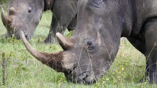 A rhino pair graze on grass in Lake Nakuru National Park