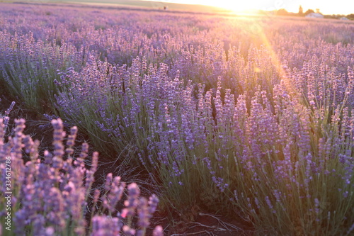 Lavender field with thin line of gravel ground. Beautiful image of lavender field closeup. Lavender flower field  image for natural background.