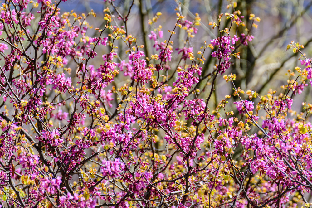 Daphne family plants with pink flowers on tree branches