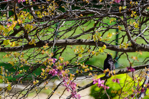 Common blackbird perched on a tree branch among pink roses in a park