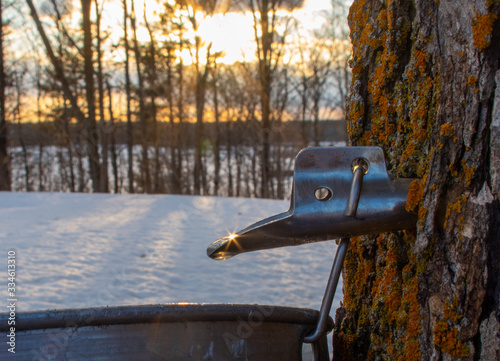 Maple syrup tree tap in golden light, Ontario, Canada