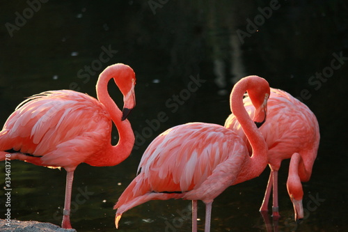 Fotoroleta egzotyczny tropikalny flamingo