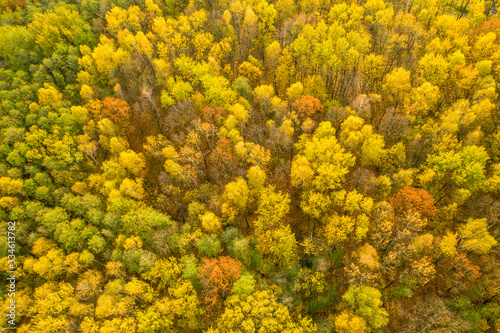 aerial shot of forest in autumn, beautifully colored in yellow, czech