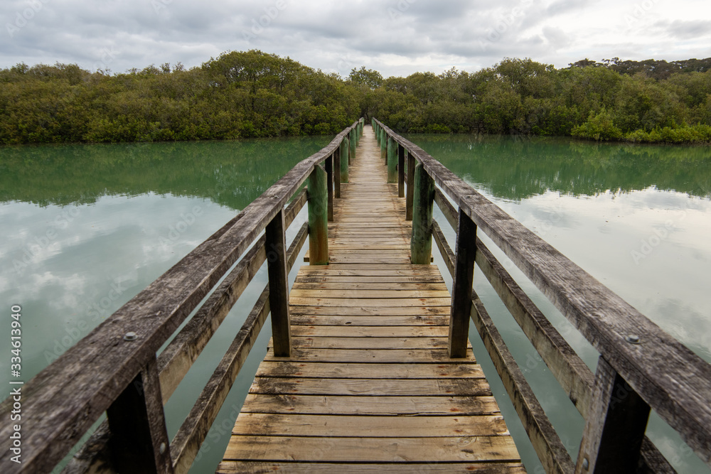 Pathway through mangroves, New Zealand