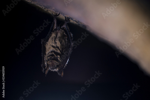 Close Up Natterer's bat Myotis nattereri moving awakened after hibernating © Martin
