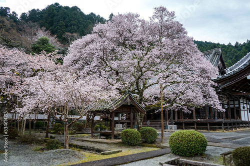古都奈良に咲く桜　Cherry blossoms bloom in ancient Nara Japan 