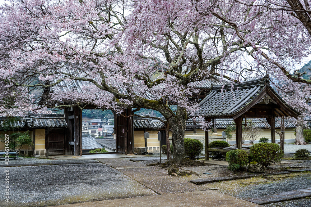古都奈良に咲く桜 Cherry blossoms bloom in ancient Nara Japan 古都奈良に咲く桜 Cherry blossoms bloom in ancient Nara Japan