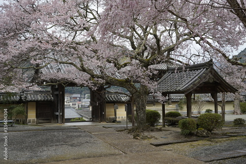 古都奈良に咲く桜　Cherry blossoms bloom in ancient Nara Japan  © Masanao