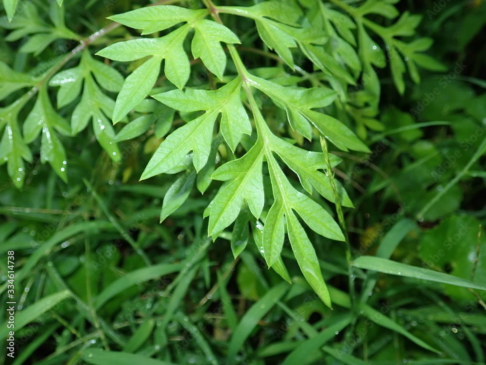 traditional herb called ulam raja or king of salad (cosmos). usually used by southeast asian traditional herb called ulam raja or king of salad (cosmos). usually used by southeast asian