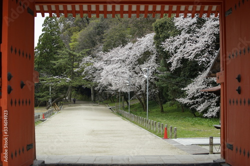 古都京都に咲く桜　Cherry blossoms bloom in ancient Kyoto Japan