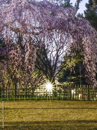                            Cherry blossoms bloom in ancient Kyoto Japan