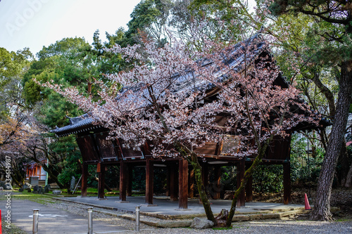 古都京都に咲く桜　Cherry blossoms bloom in ancient Kyoto Japan