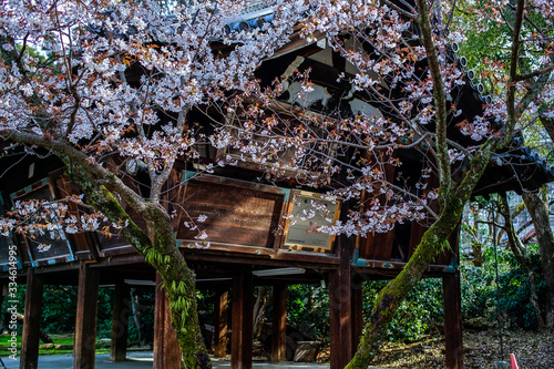 古都京都に咲く桜　Cherry blossoms bloom in ancient Kyoto Japan