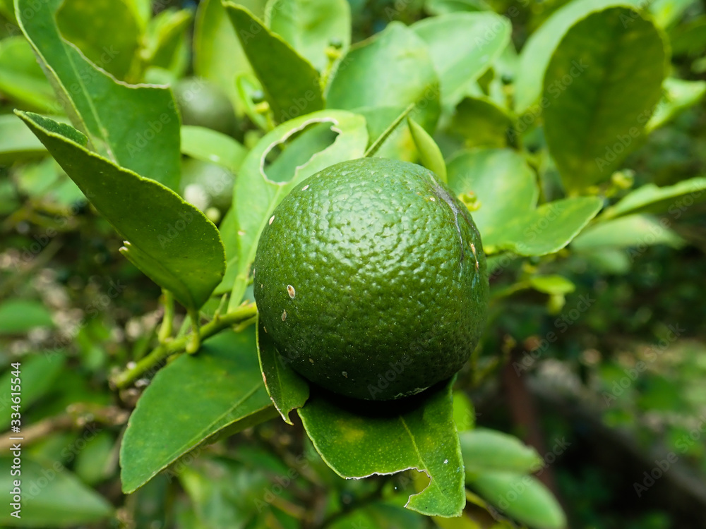 the calamansi fruit found in Malaysia used in coocking the calamansi fruit found in Malaysia used in coocking