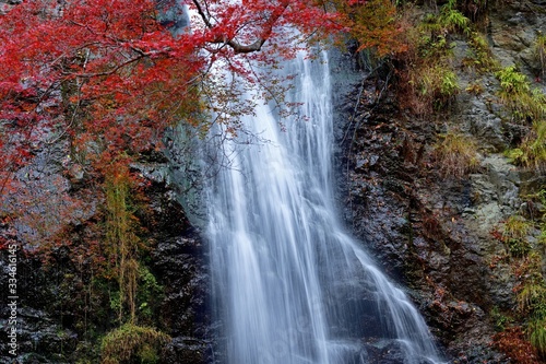 Fototapeta Naklejka Na Ścianę i Meble -  箕面大滝と紅葉のコラボ情景＠大阪