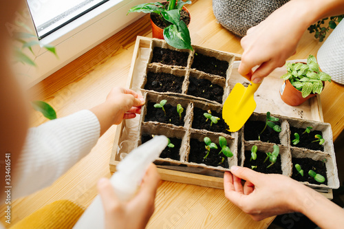 Two people gardening seedlings on windowsill. No heads, hands only.