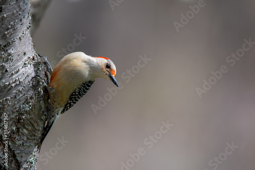 Red-bellied Woodpecker on Side of Tree Trunk © Daniel G. Haas