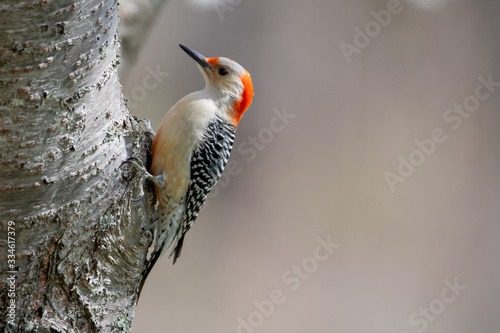 Red-bellied Woodpecker on Side of Tree Trunk