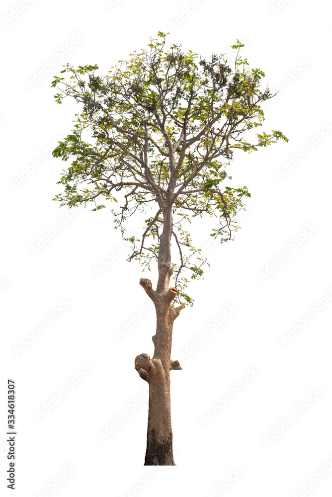 tree on white background