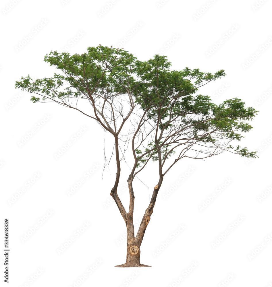 Obraz premium tree on white background