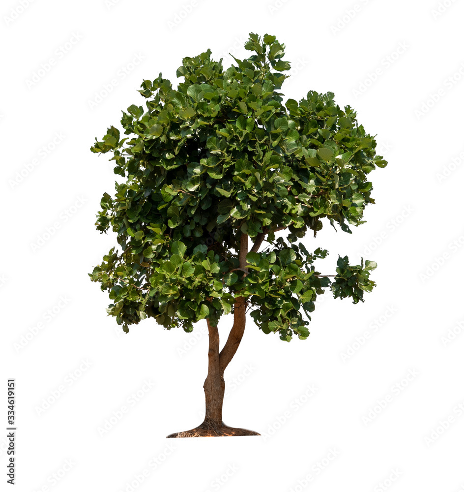 Obraz premium Tree Isolated on White Background