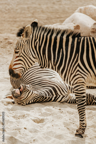 That one zebra friend