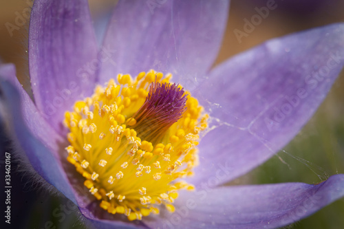 macro closeup of a purple and yellow flower