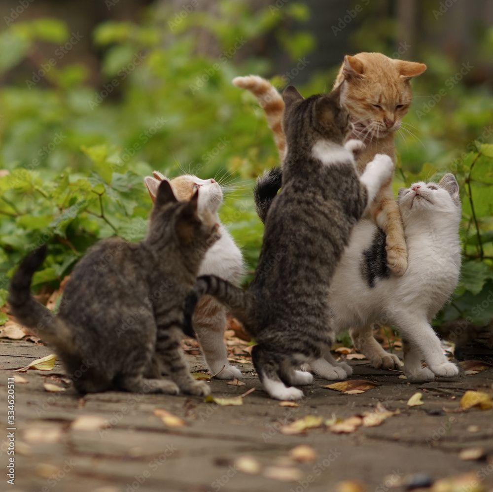 funny cats play and jump in the autumn park. Stock Photo | Adobe Stock