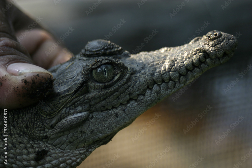 Obraz premium Cocodrilo Bebe, La Ventanilla, Oaxaca