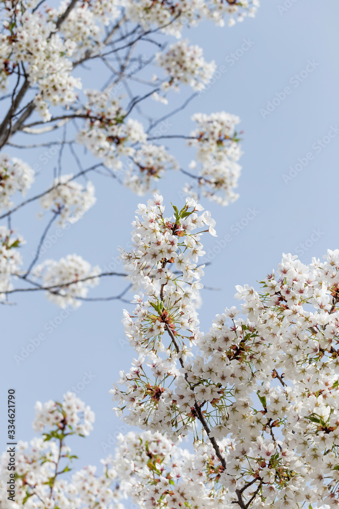 Beautiful cherry blossoms in spring