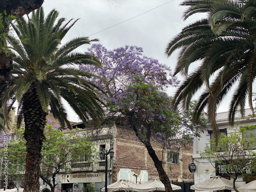 Jacaranda and palms