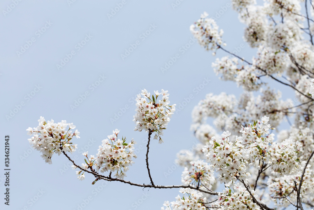 Obraz premium Beautiful cherry blossoms in spring