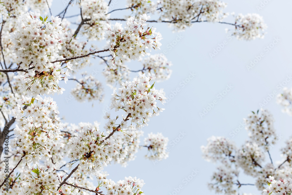 Beautiful cherry blossoms in spring