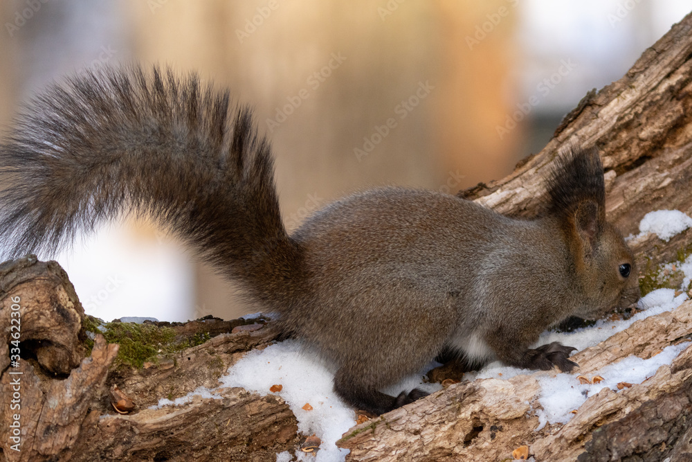 Fototapeta premium エゾリス