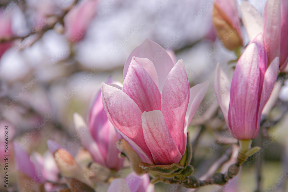 Spring pink magnolia flower with tree branches Spring pink magnolia flower with tree branches